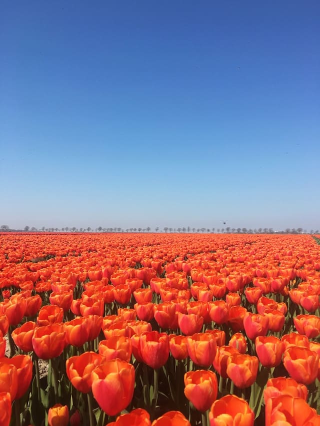 네덜란드 튤립 밭